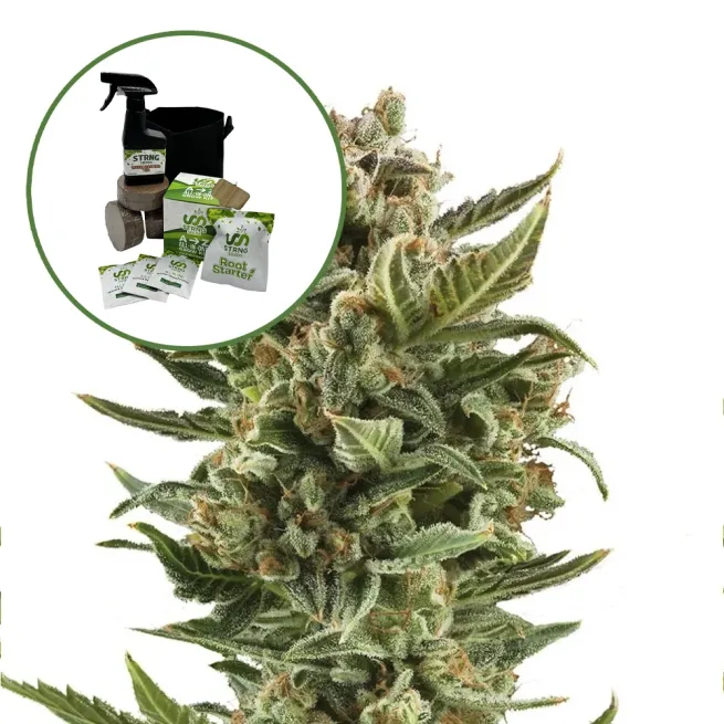 White Widow Auto High Yield Grow Kit