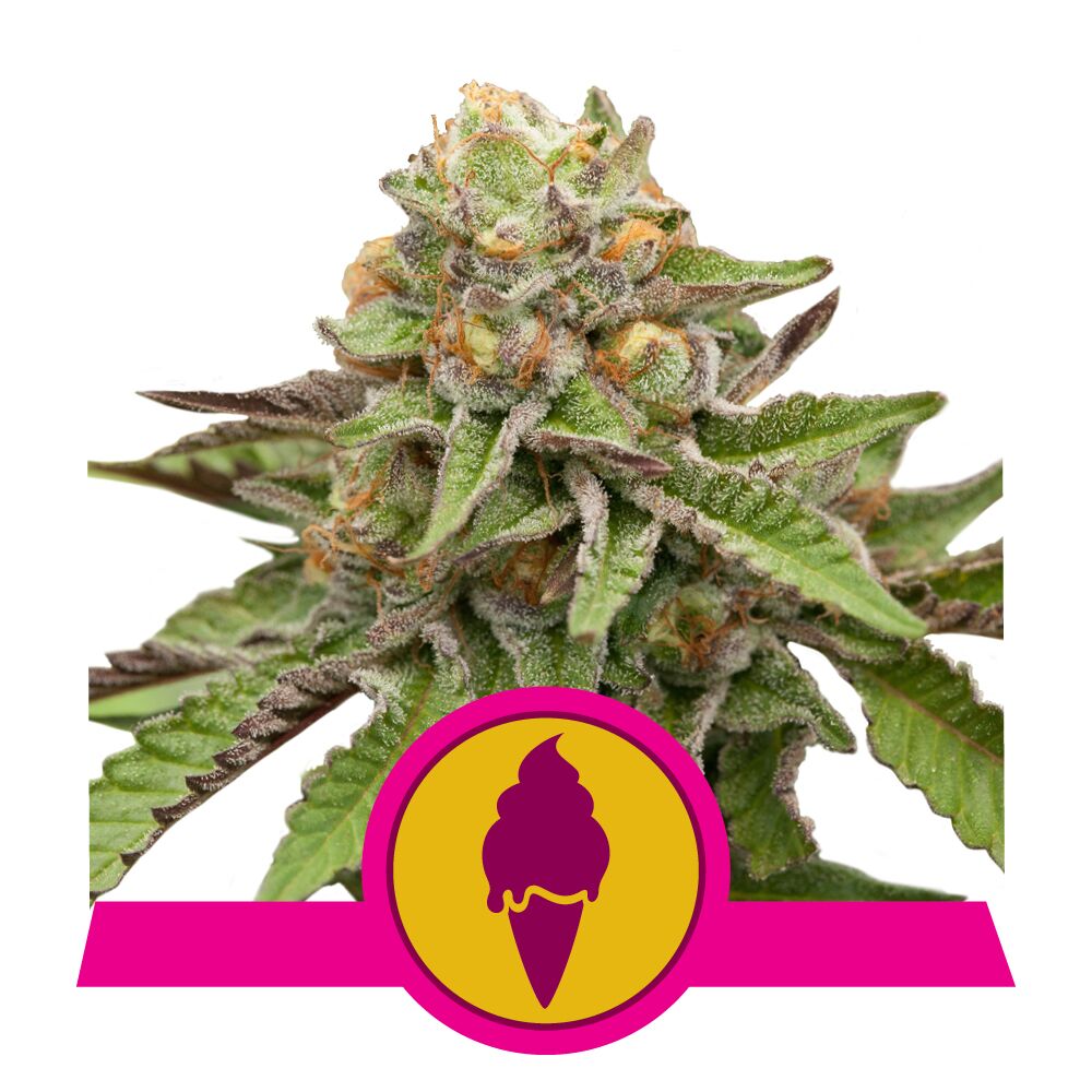 Green Gelato