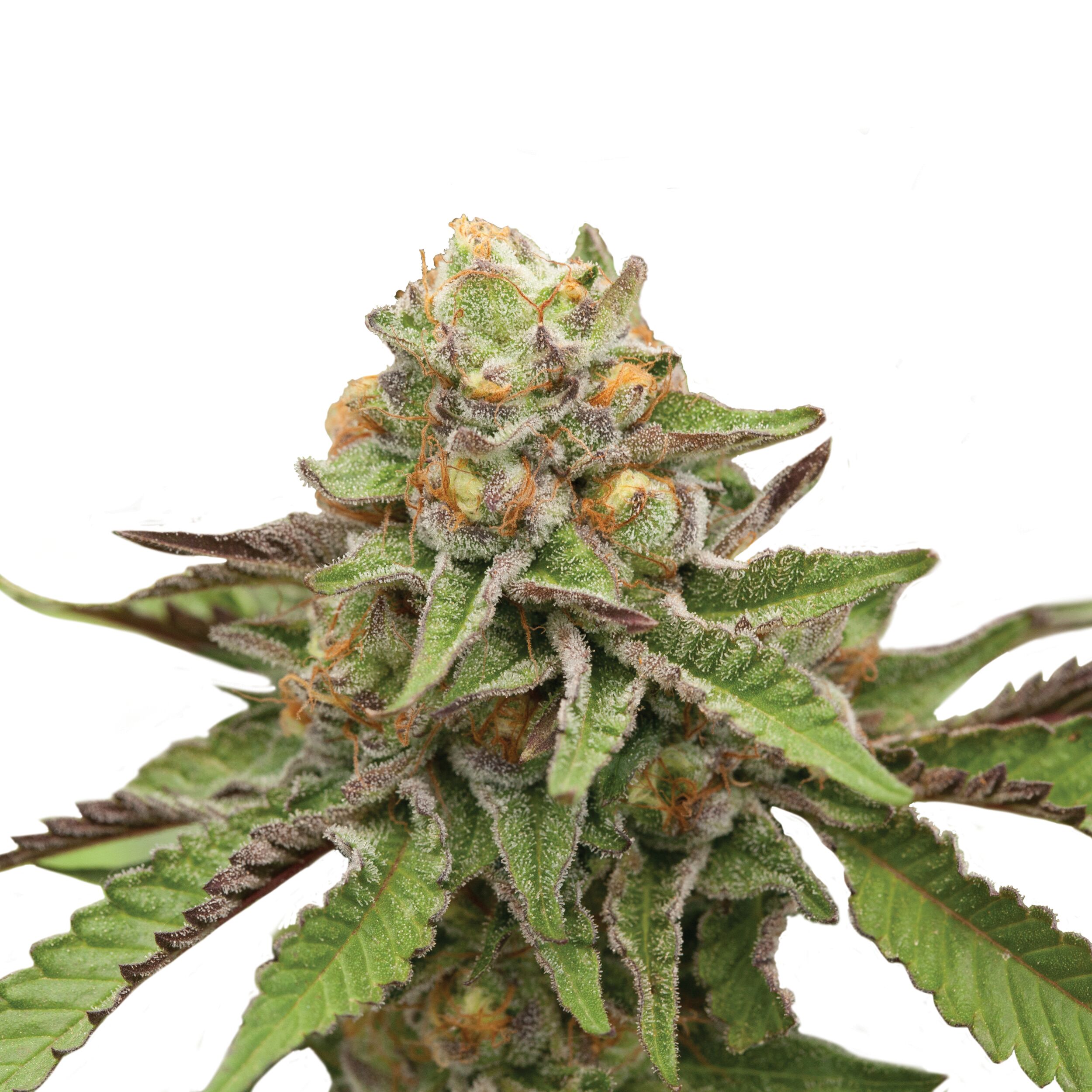 Green Gelato Plant