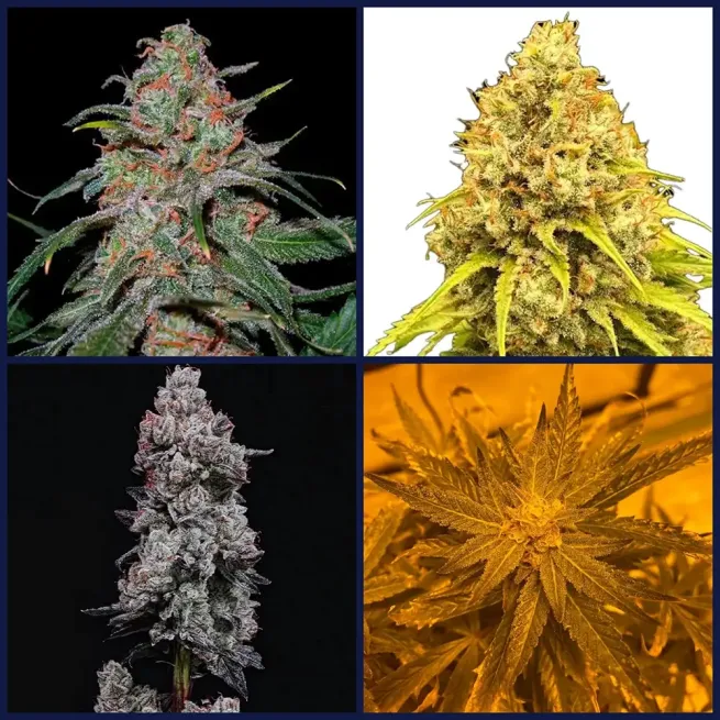 Citrus Strains Seed Bundle