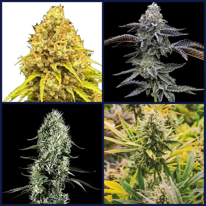 Haze Strains Seed Bundle