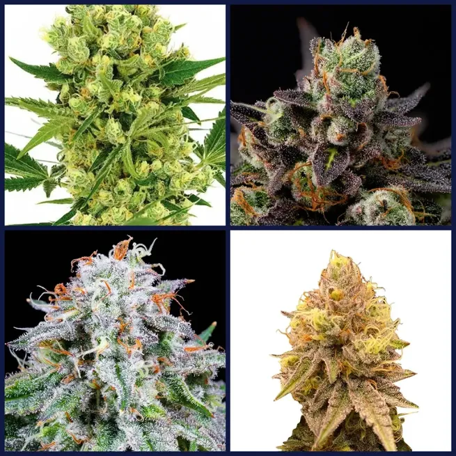 High THC Strains Seed Bundle
