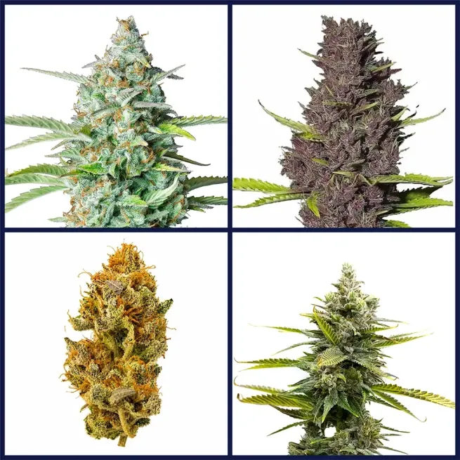 Learn to Grow Seed Bundle