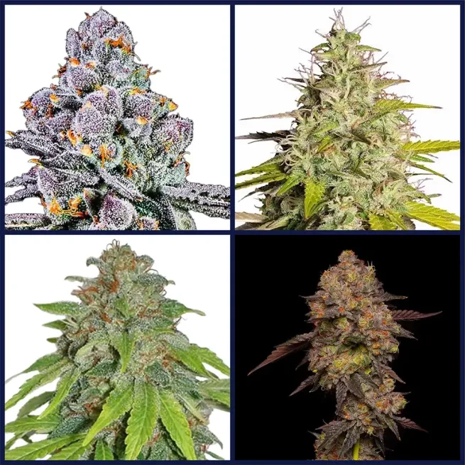 Top THCA Strains Seed Bundle