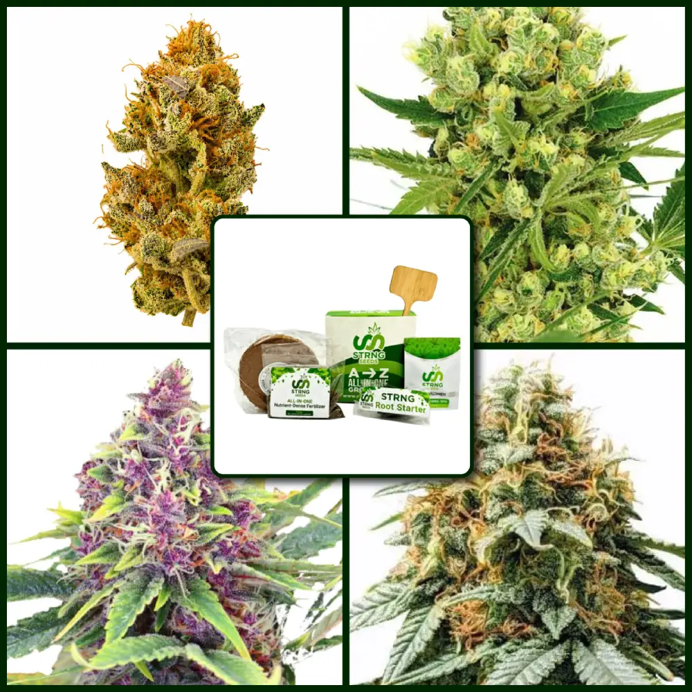 Best Selling Strains Kit Bundle