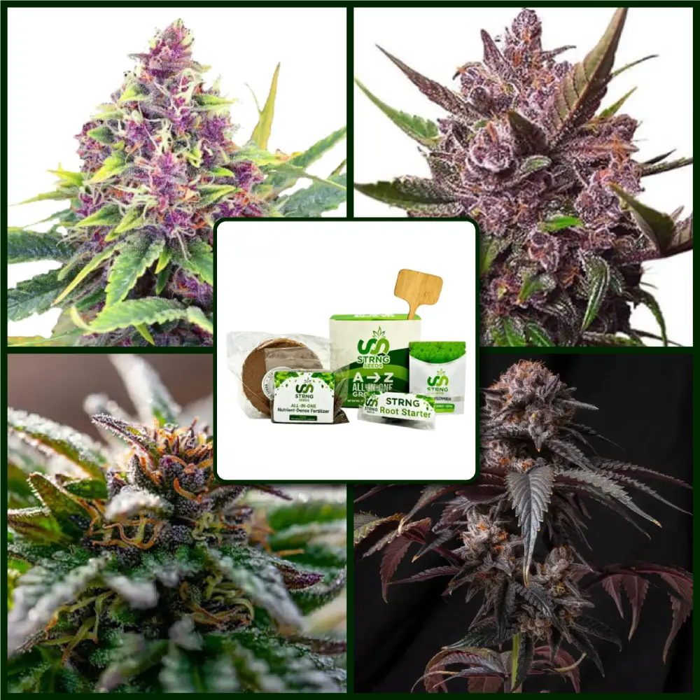 Big Berries Strains Kit Bundle