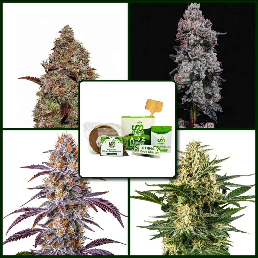 Gelato Strains Kit Bundle