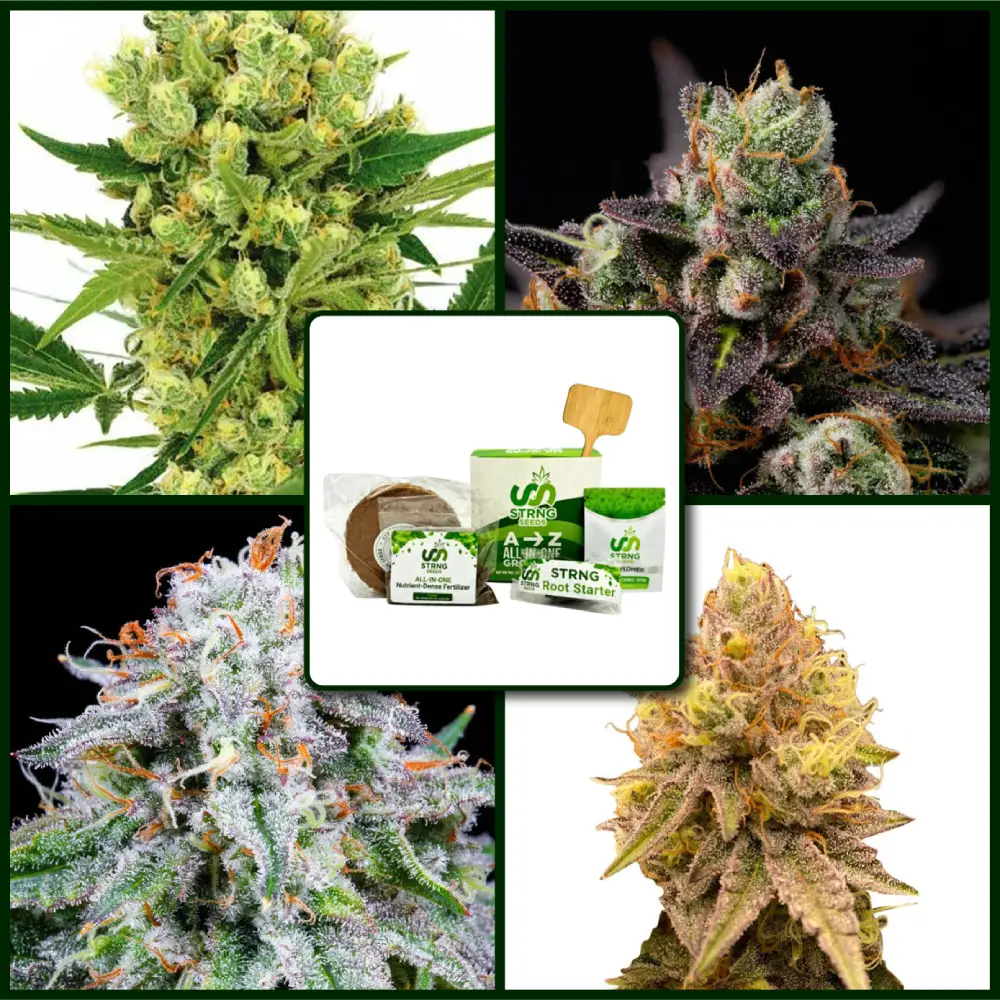 High THC Strains Kit Bundle