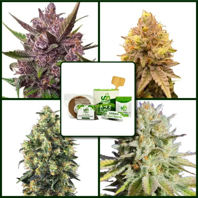 Indoor Strains Kit Bundle