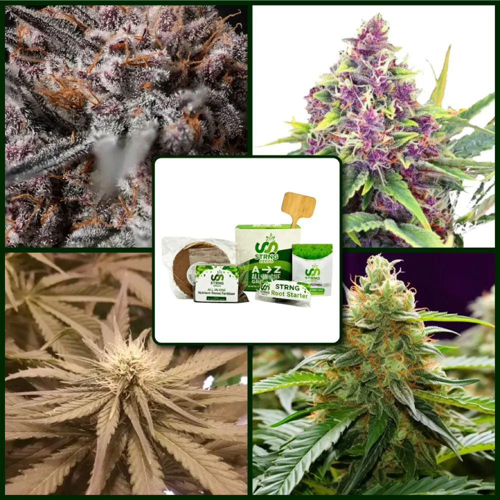 Kings of Kush Strains Kit Bundle