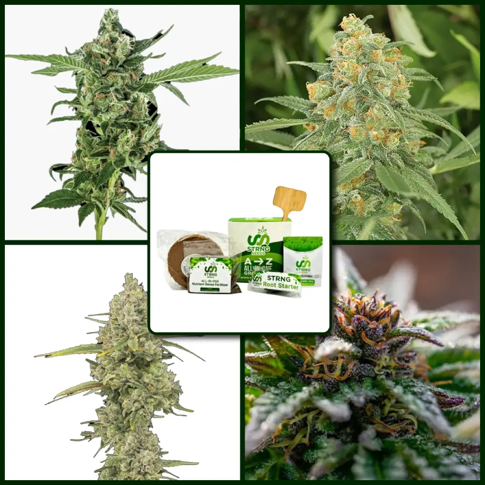 Sativa Strains Kit Bundle