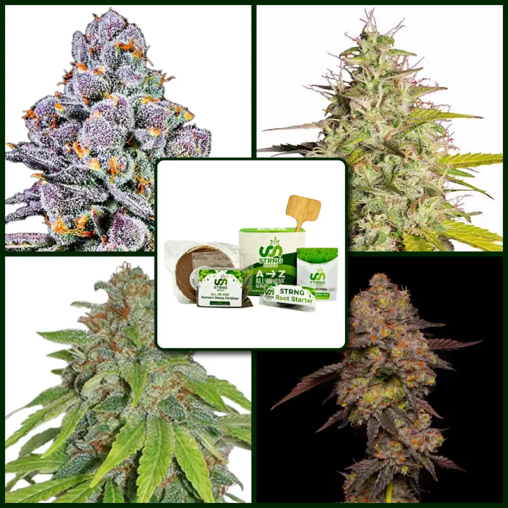 Top THCA Strains Kit Bundle