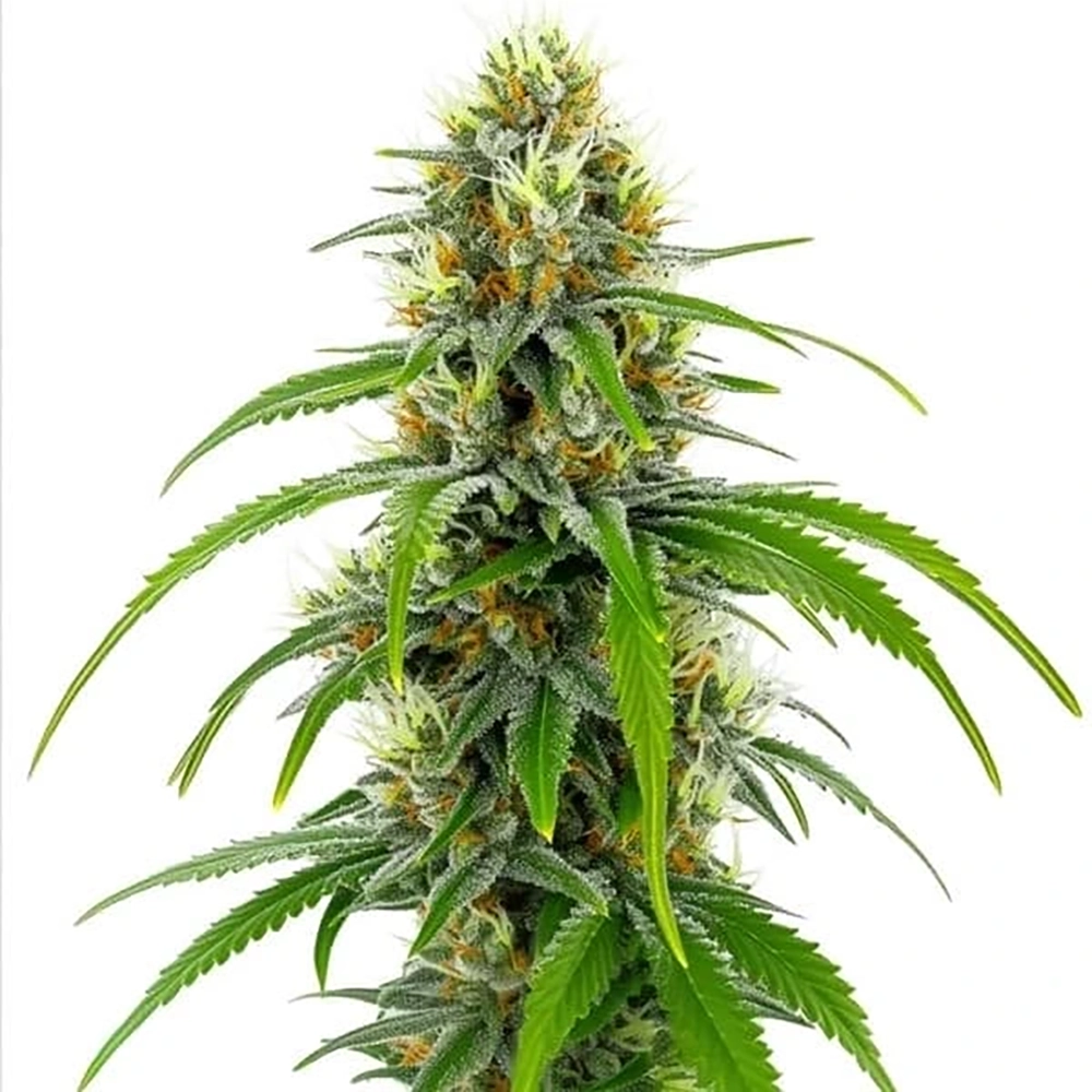 STRNG Seeds – Moby Dick