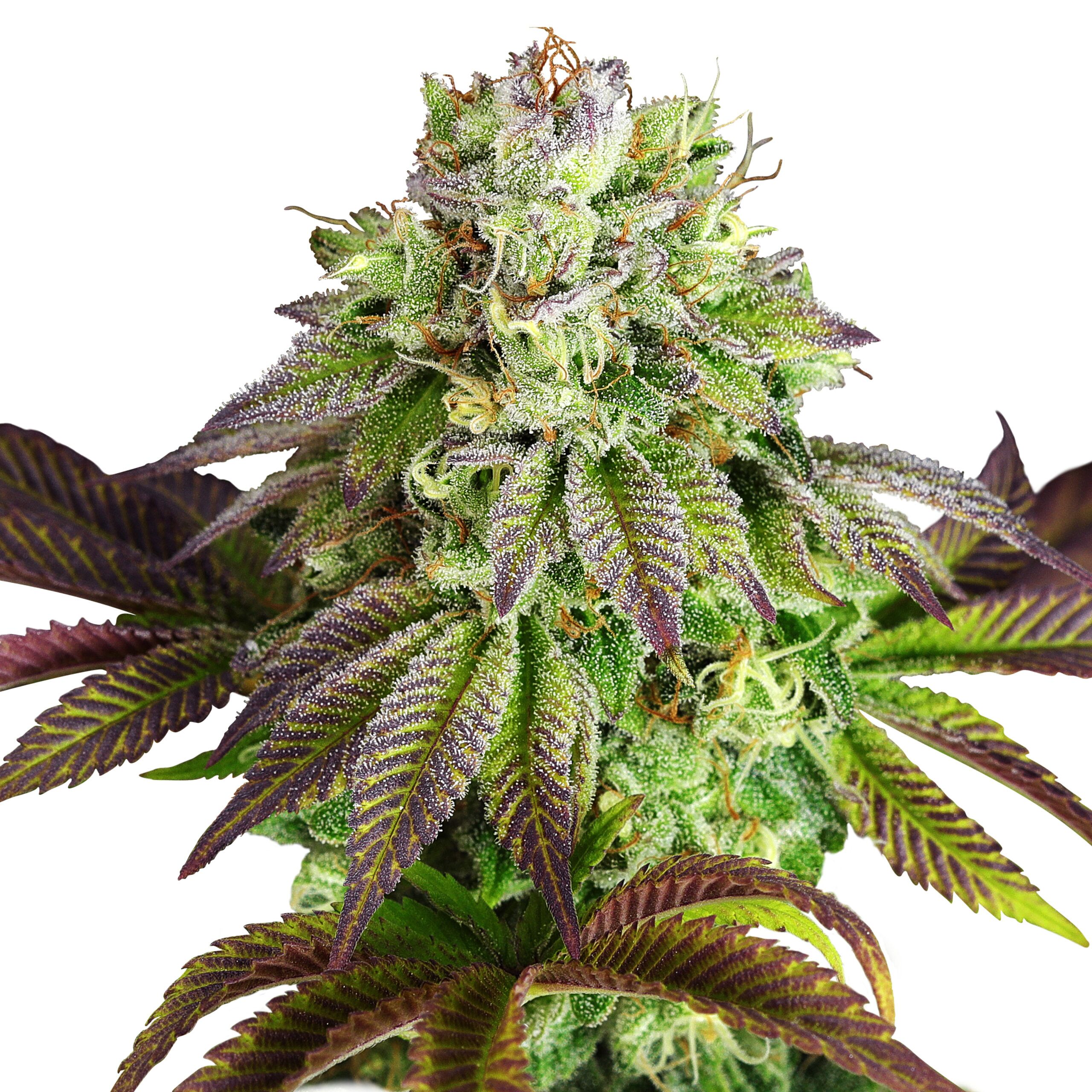 Triple G Plant