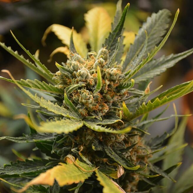 STRNG Seeds – Banana Blood