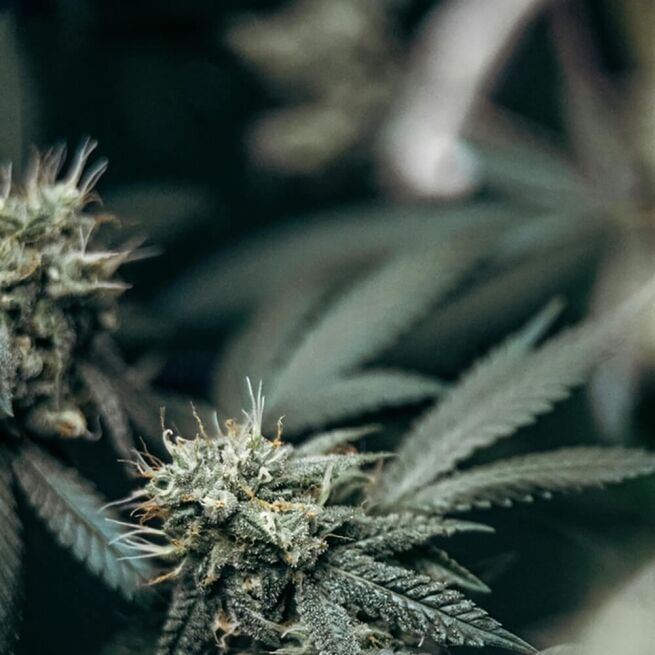 STRNG Seeds – Blood Orange 2.0