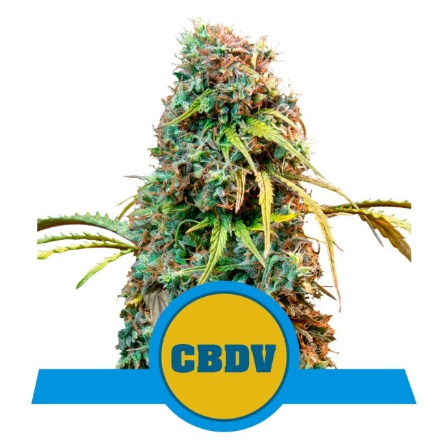 Royal CBDV Auto