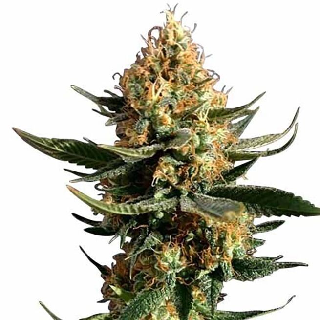 STRNG Seeds – Chemdawg 91