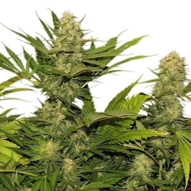 STRNG Seeds – Lemon G
