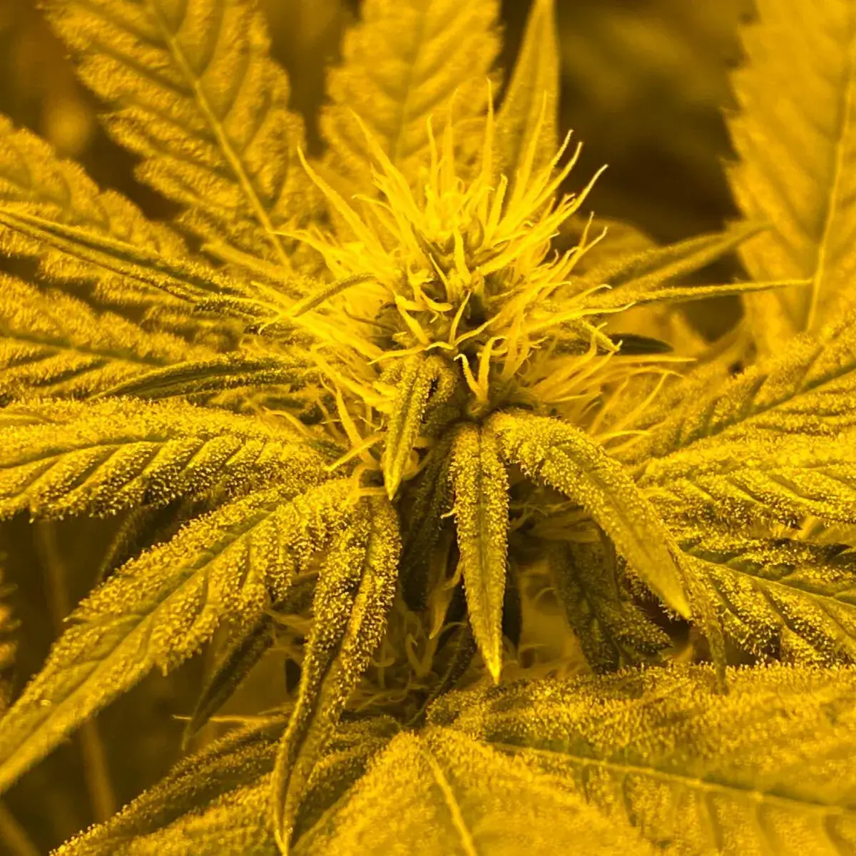 Afghan Skunk