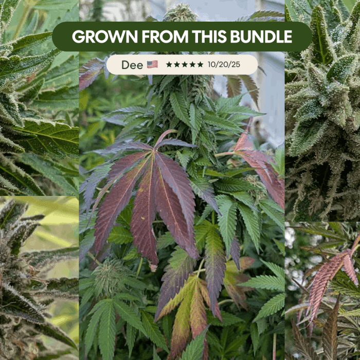 Beginner Mix Pack - Image 3