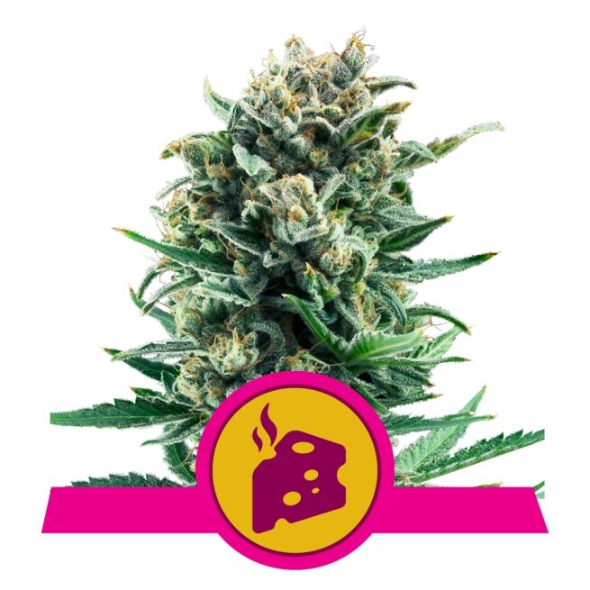 Blue Cheese