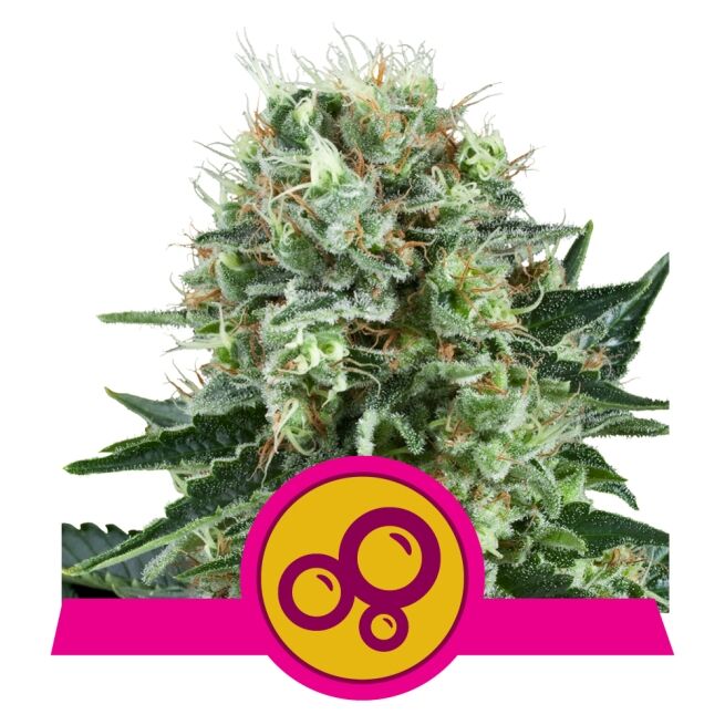 Bubble Kush