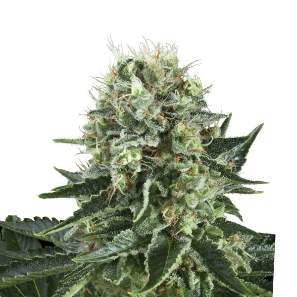 Bubble Kush Plant