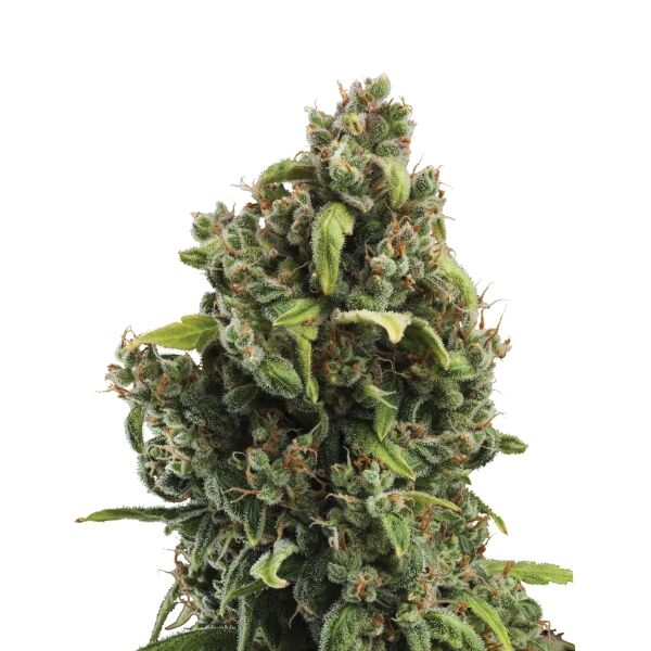 Candy Kush Express Plant