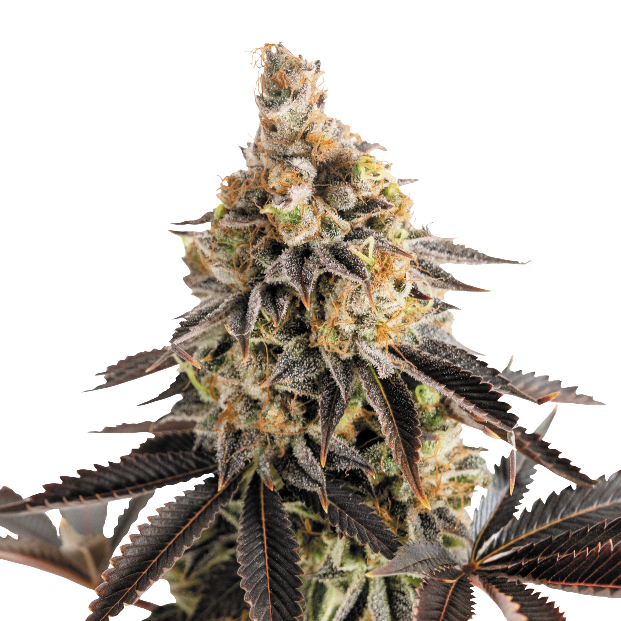 Cookies Gelato Auto - Image 3