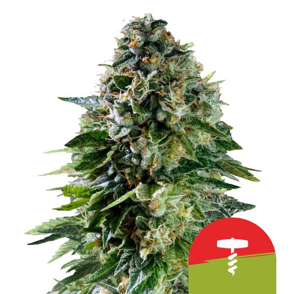 Corkscrew Auto