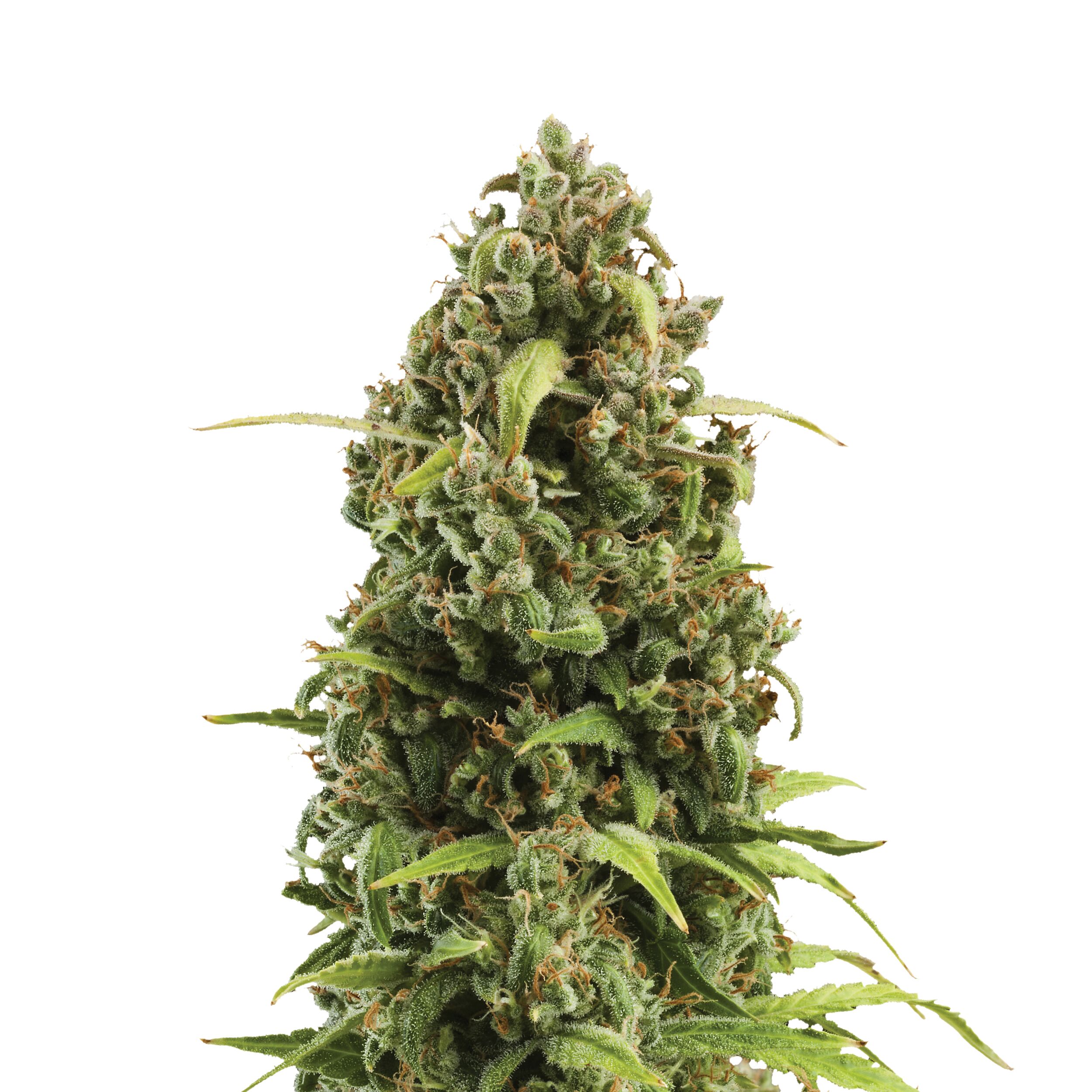 Diesel Auto - Image 3