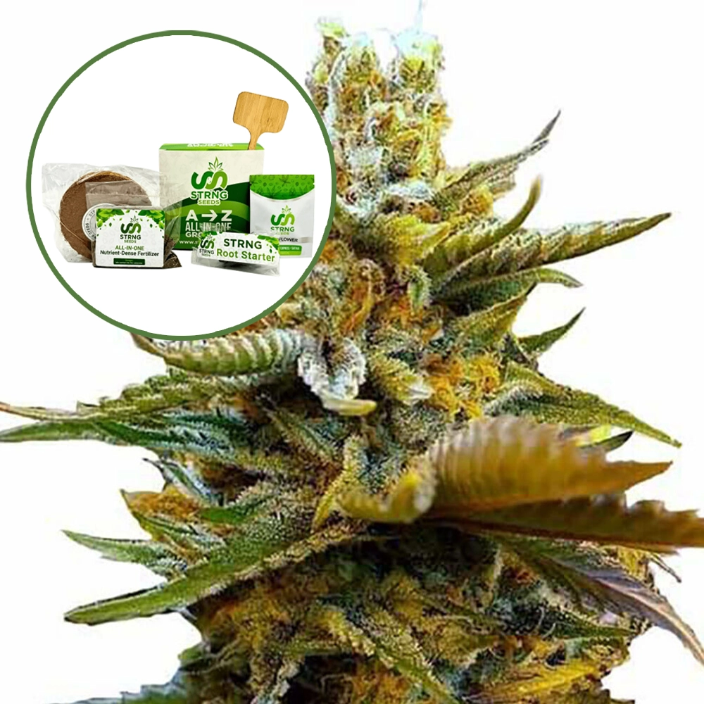 G13 Strain Grow Kit