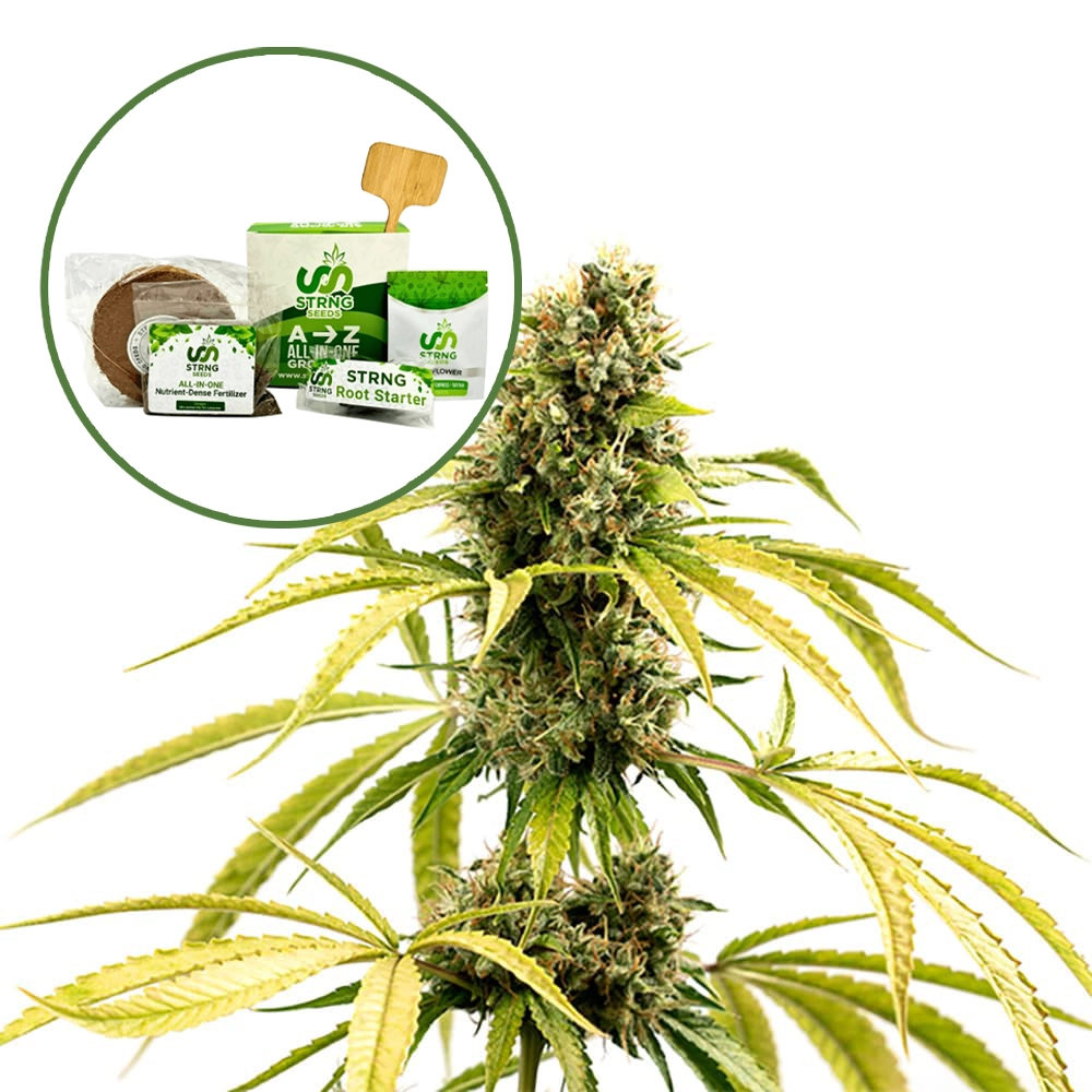GG4 Strain Grow Kit