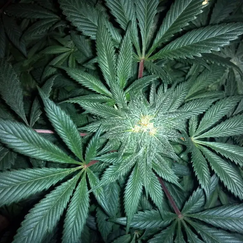 GMO Cookies Auto