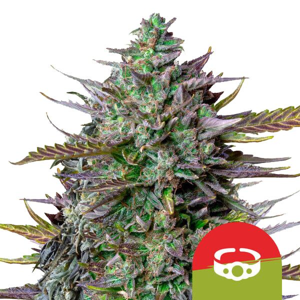 GOAT'lato Auto