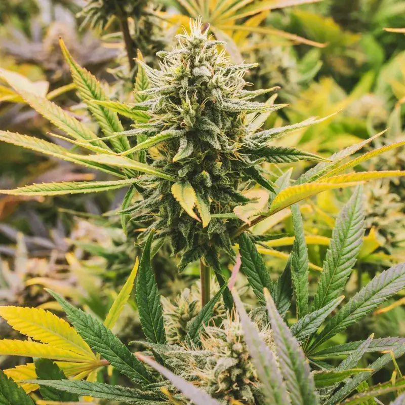 Ghost Train Haze Auto