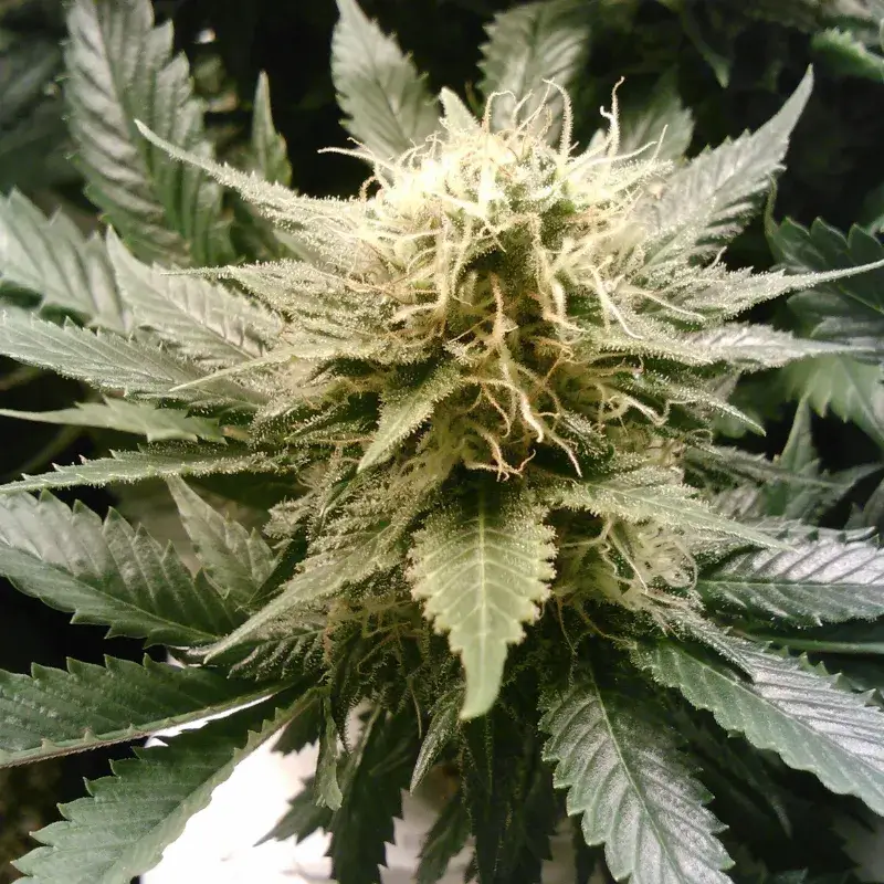 God's Gift Auto