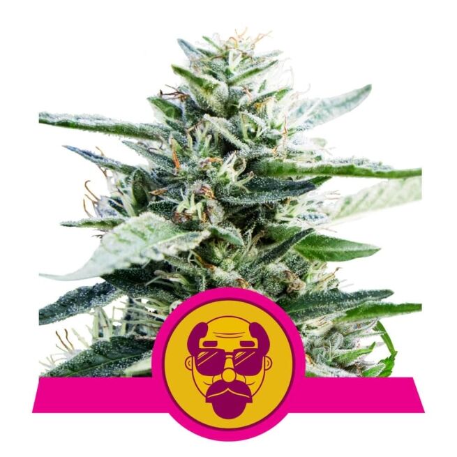 Granddaddy Purple
