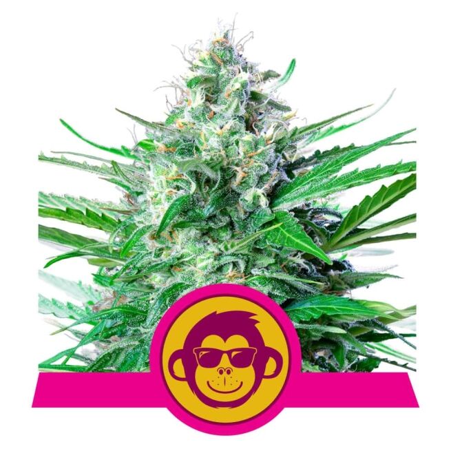 Grape Ape