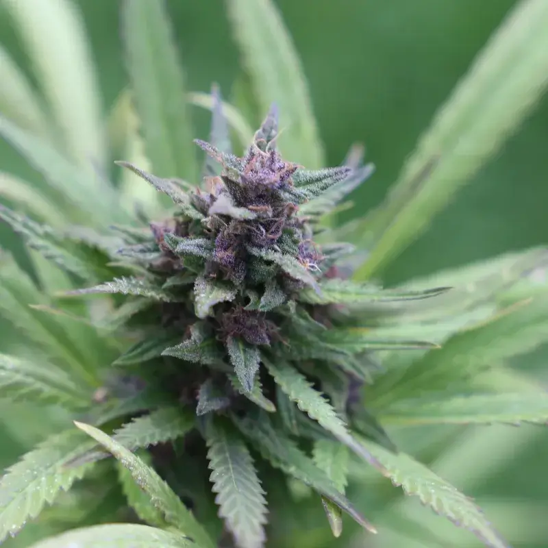 Grape Ape Auto