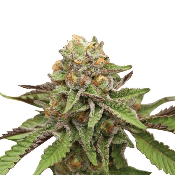 Green Gelato Plant