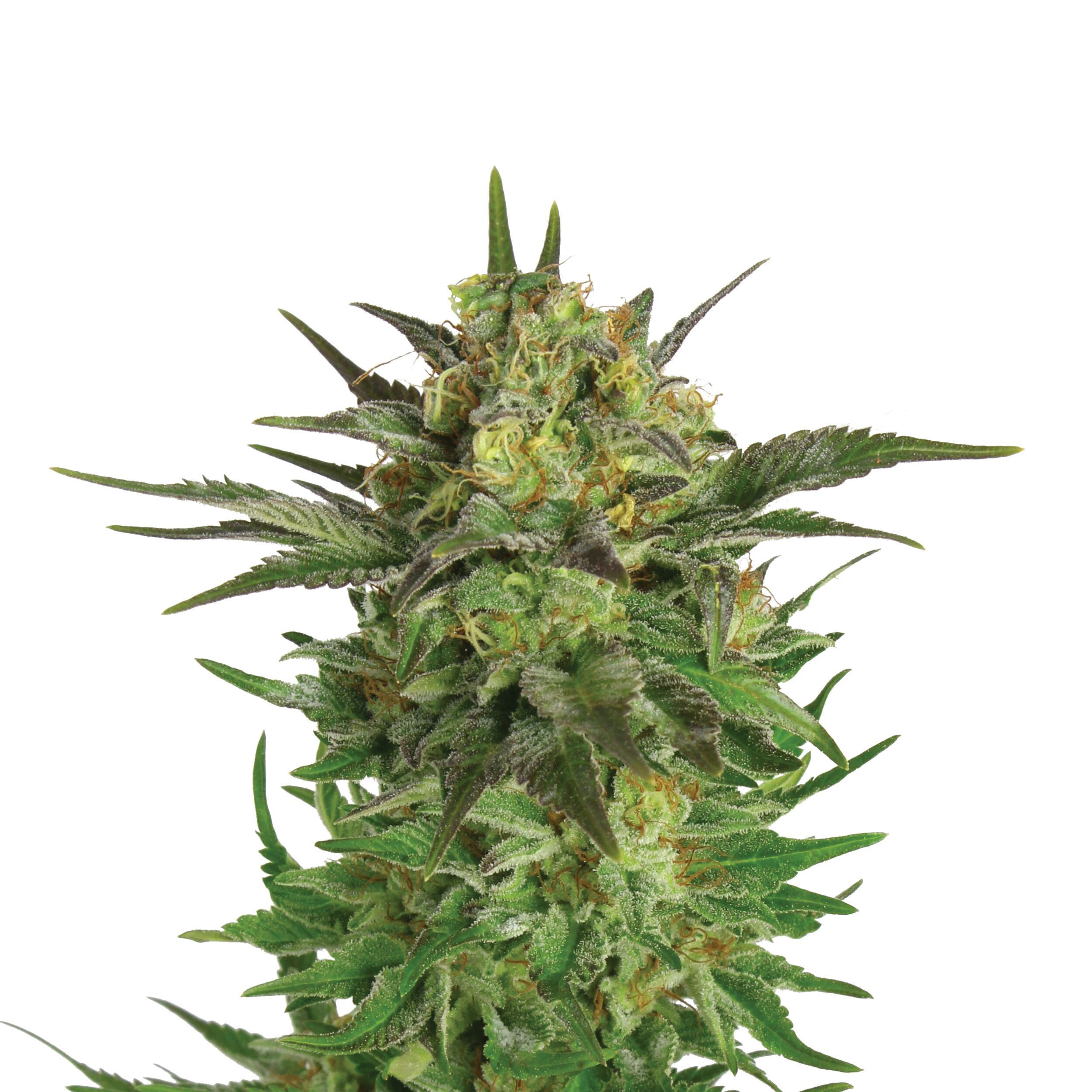 Haze Berry Plant
