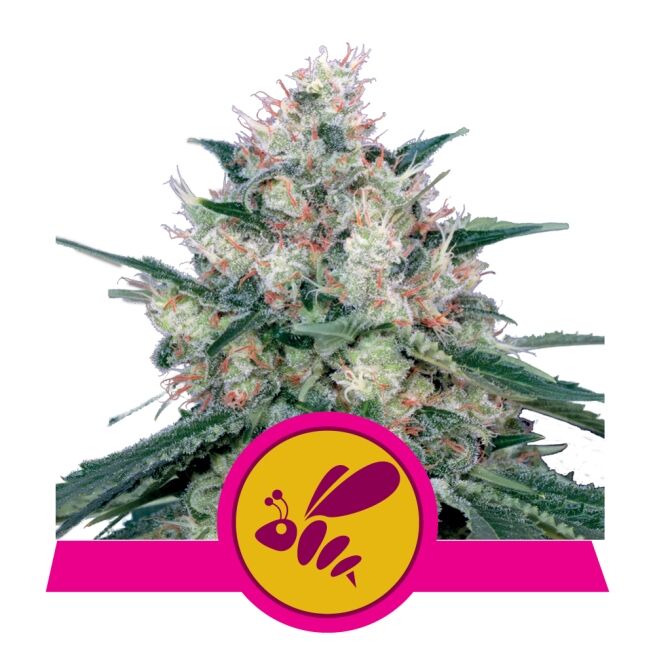 Honey Cream