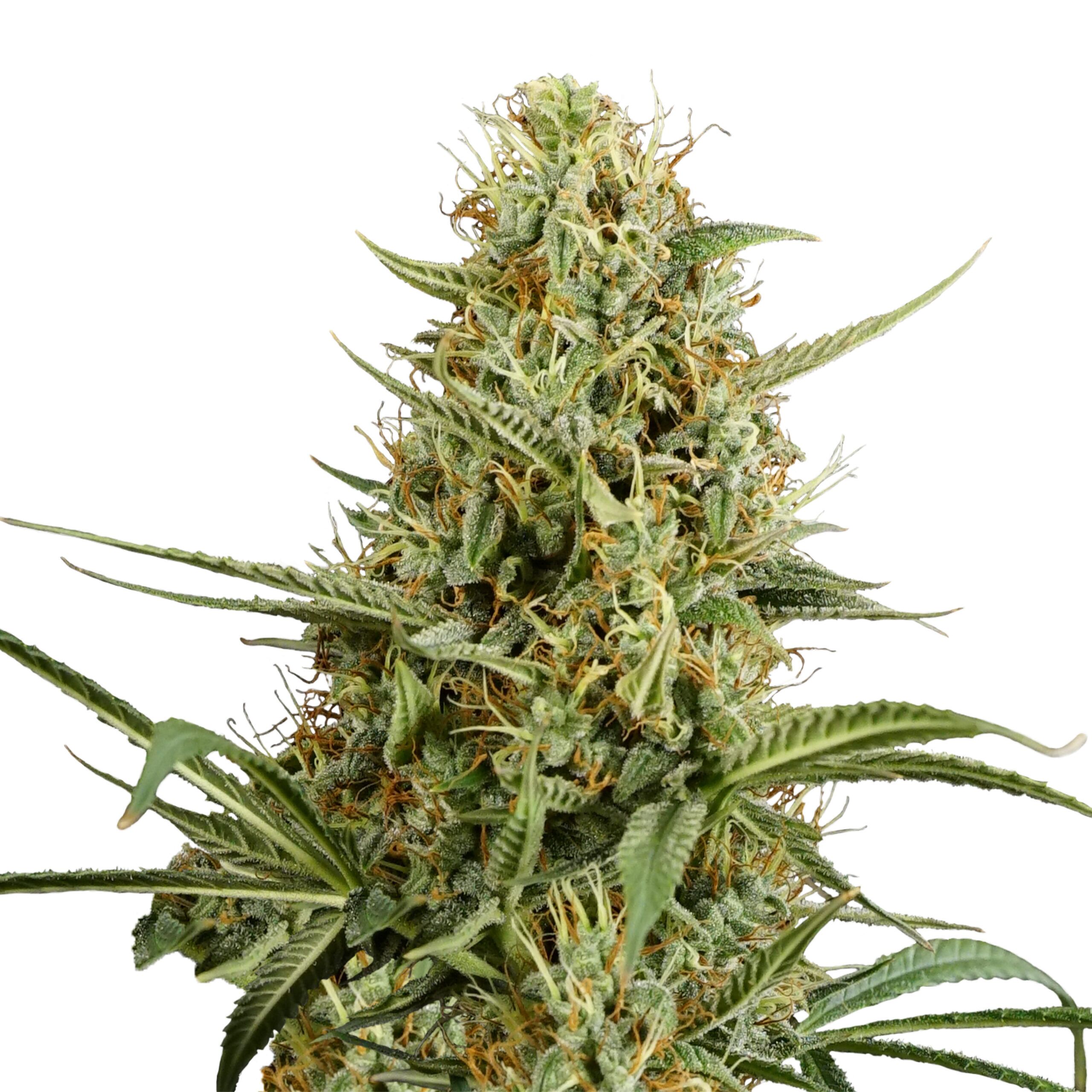 Hulkberry Auto - Image 3