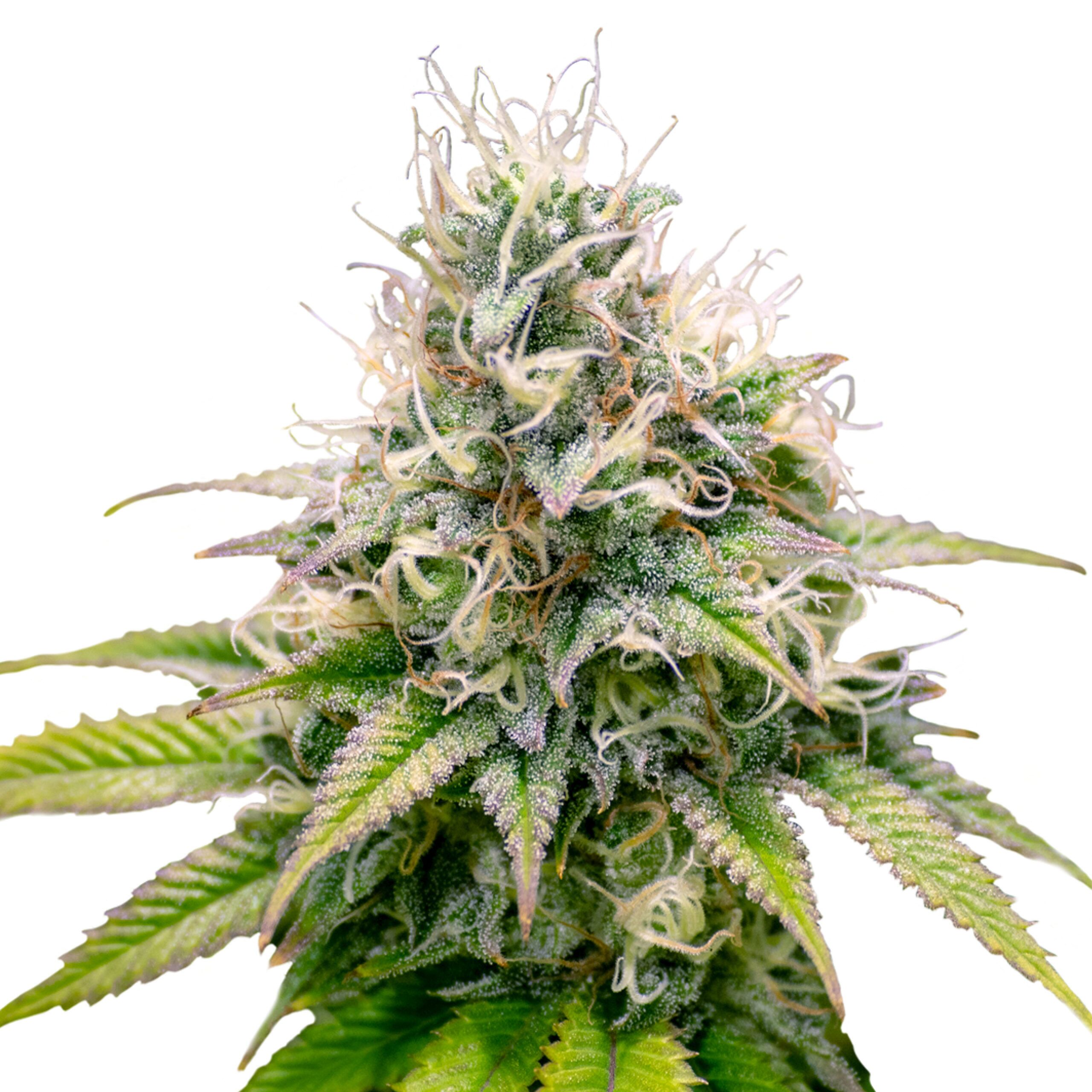 Kali Dog Plant