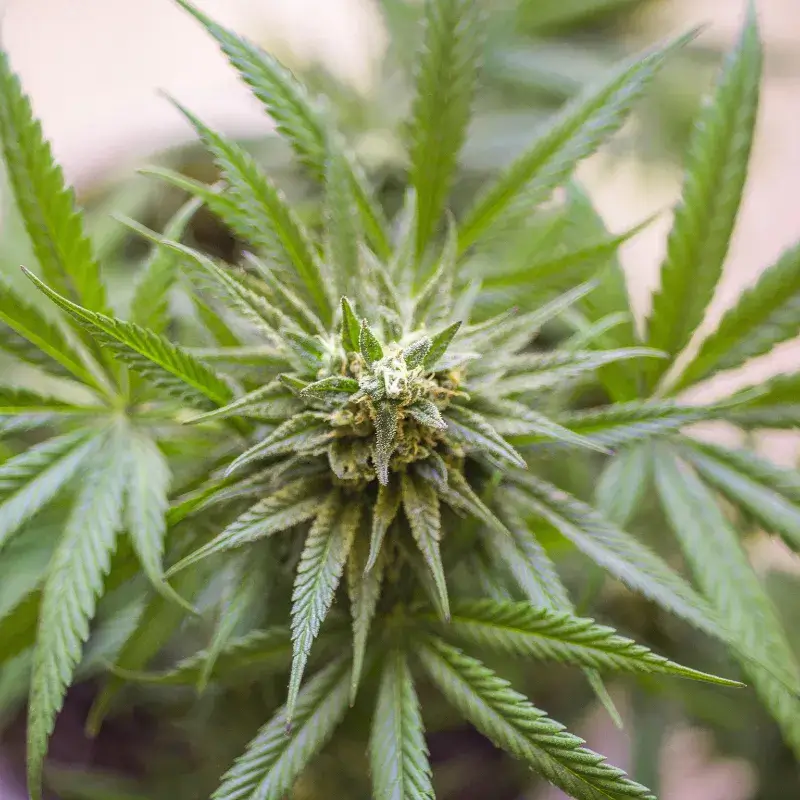 Kosher Kush
