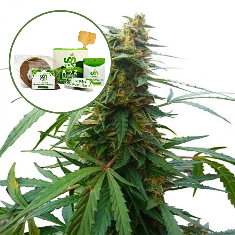 Mandarine 47 Strain Grow Kit