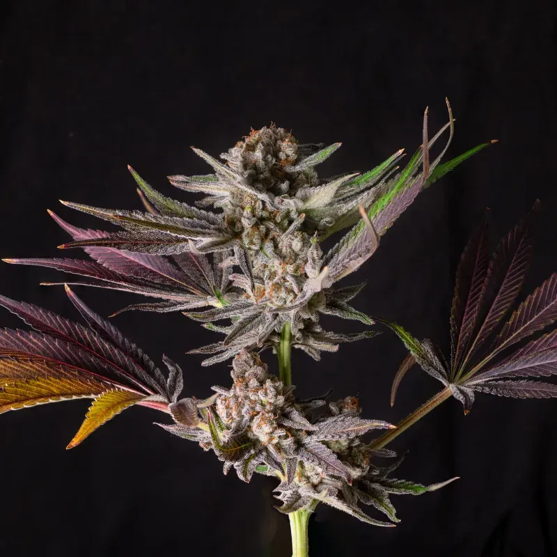 Mendo Breath