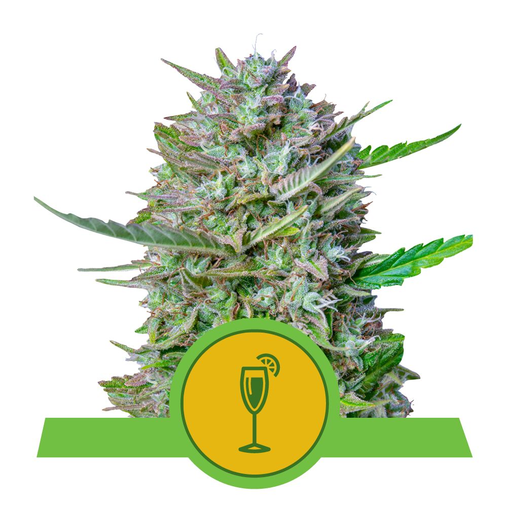 Mimosa Auto